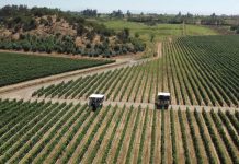 Los desafíos de la innovación en la producción de frambuesas