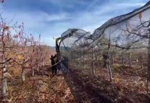 Mallas agrícolas para protección de frutales