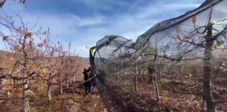 Mallas agrícolas para protección de frutales