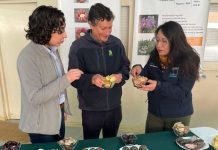 Ministerio de Agricultura destaca patrimonio genético y culinario de las papas