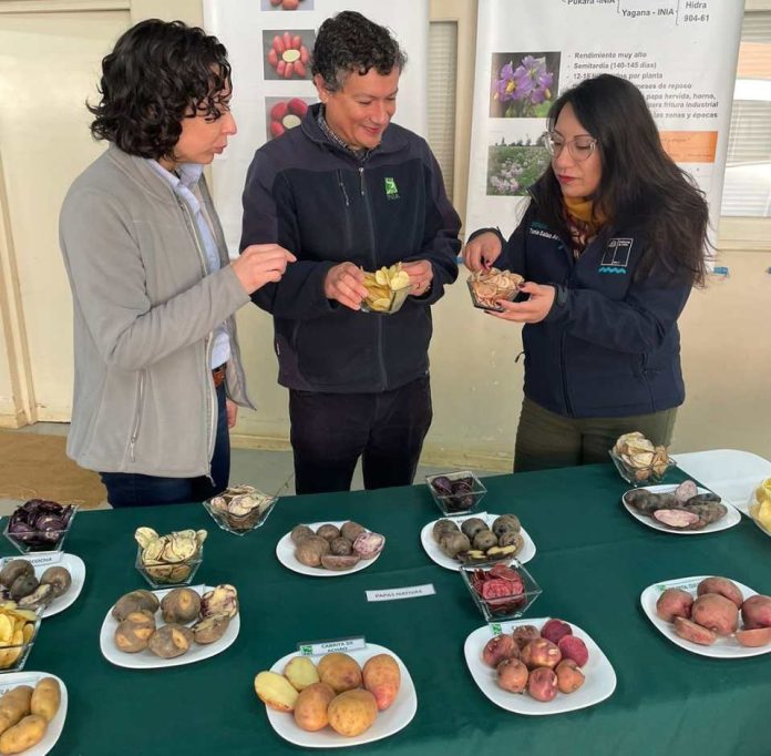 Ministerio de Agricultura destaca patrimonio genético y culinario de las papas