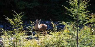 Ministerio de Agricultura y Rewilding Chile firman acuerdo de colaboración para desarrollar el Corredor Nacional del Huemul