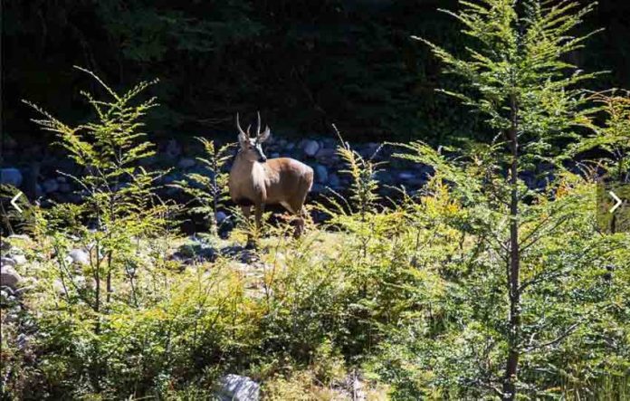 Ministerio de Agricultura y Rewilding Chile firman acuerdo de colaboración para desarrollar el Corredor Nacional del Huemul