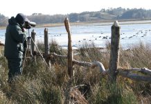 Por 30 años SAG mantiene prohibición de caza o captura de fauna silvestre en “Lago Budi - Lafkenmapu y áreas adyacentes”
