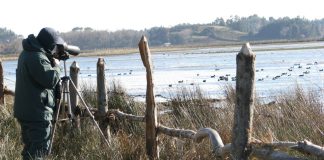 Por 30 años SAG mantiene prohibición de caza o captura de fauna silvestre en “Lago Budi - Lafkenmapu y áreas adyacentes”