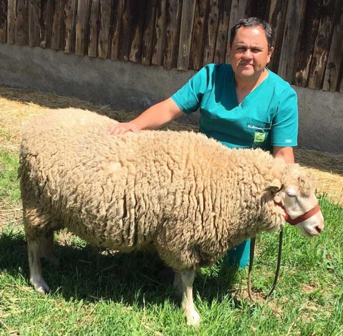 Preparan proyecto que incorporará nueva raza de ovinos a la Región de Ñuble