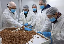 SAG certifica envíos de avellana Europea que se producen en Osorno