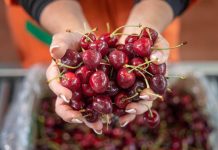 TOMRA FOOD LANZA EN CHILE LA TOMRA 5X PARA LA DETECCIÓN DE CAROZO EN CEREZAS FRESCAS Y CONGELADAS, ALGO QUE NINGUNA OTRA TECNOLOGÍA PUEDE HACER