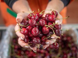 TOMRA FOOD LANZA EN CHILE LA TOMRA 5X PARA LA DETECCIÓN DE CAROZO EN CEREZAS FRESCAS Y CONGELADAS, ALGO QUE NINGUNA OTRA TECNOLOGÍA PUEDE HACER