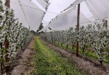 Temporada de cerezas 2022-2023: Factores del éxito en la producción