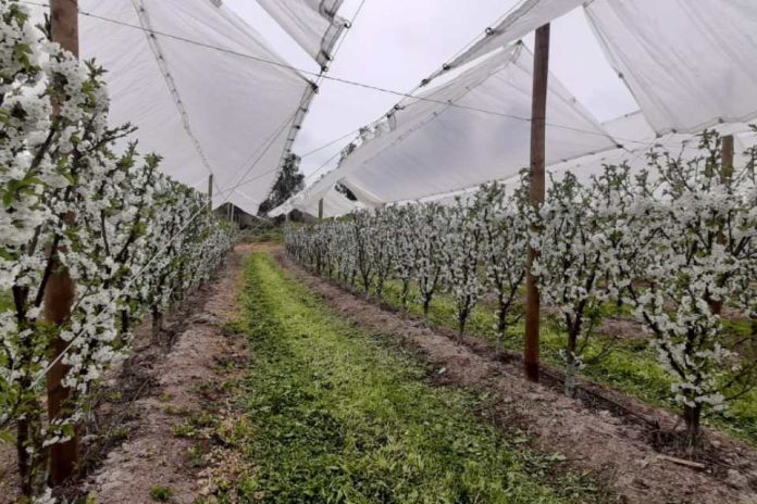 Temporada de cerezas 2022-2023: Factores del éxito en la producción