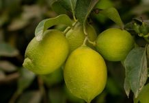 Viveros El Tambo Chile suma a los cítricos en su oferta de productos
