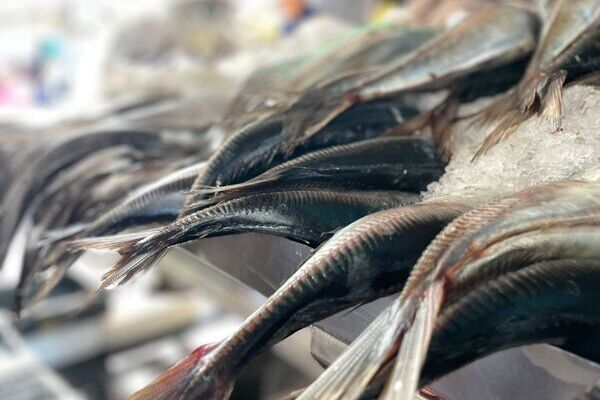 Moscas polinizadoras y harina de pescado: “Cero Residuos”, la apuesta del Terminal Pesquero con Muxidotecnia y Chilemink