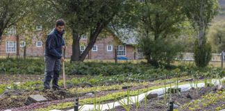 2.572 kilos de alimentos cosechados en un año en suelo patagónico: Las Torres Patagonia celebra récord de su huerta orgánica y sustentable