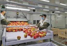 ASOEX llama a potenciar el trabajo público-privado para recuperar la competitividad de la industria frutícola