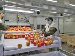 ASOEX llama a potenciar el trabajo público-privado para recuperar la competitividad de la industria frutícola
