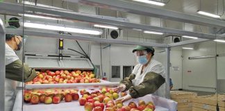 ASOEX llama a potenciar el trabajo público-privado para recuperar la competitividad de la industria frutícola