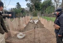 Académicos de Agronomía UdeC promueven control biológico de malezas mediante uso de gansos