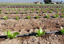 CNR invita a regantes del Norte Chico a postular a nuevo concurso dirigido a la pequeña agricultura y comunidades agrícolas