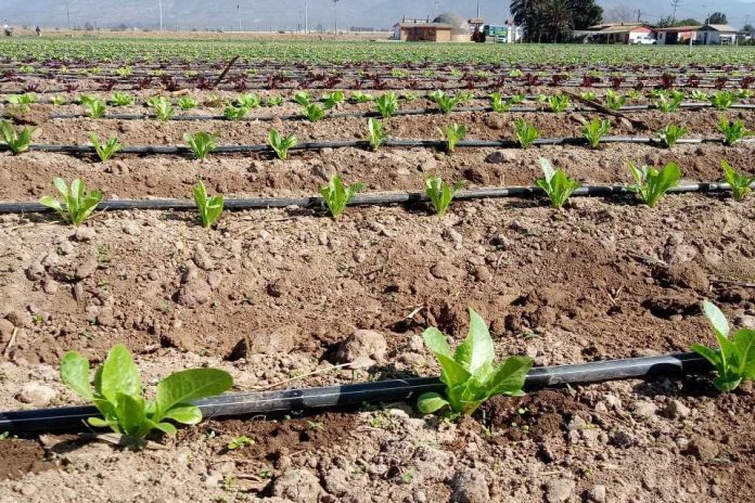 CNR invita a regantes del Norte Chico a postular a nuevo concurso dirigido a la pequeña agricultura y comunidades agrícolas