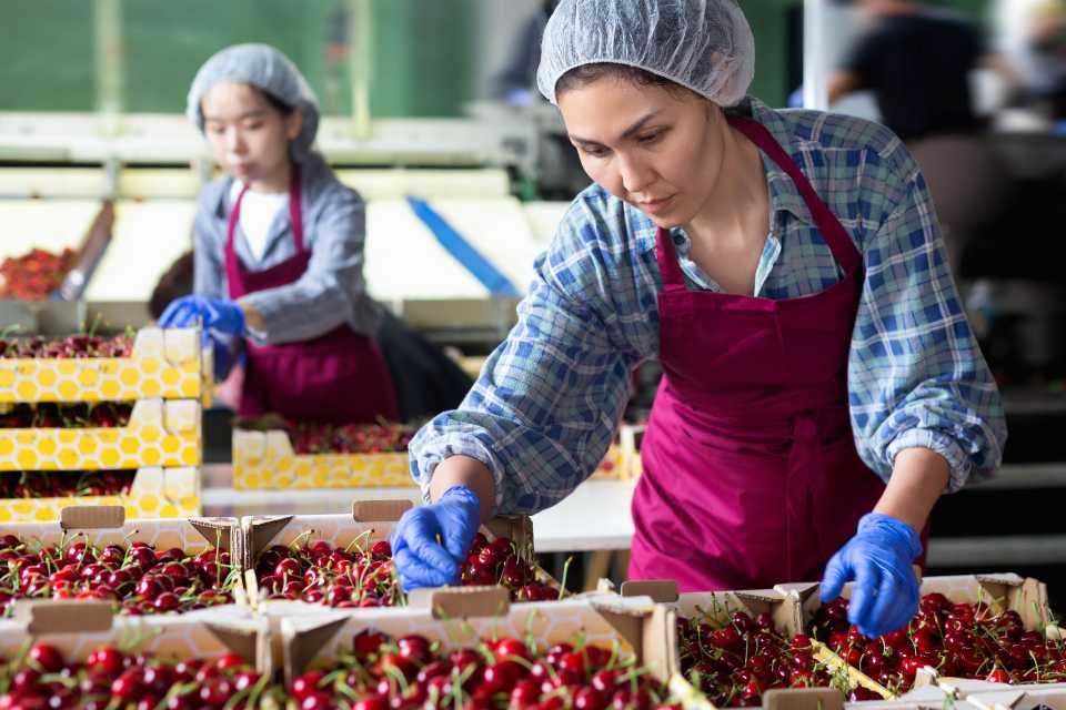 CÓMO LAS SOLUCIONES DE TOMRA FOOD AYUDAN A MEJORAR LA EFICIENCIA Y RENTABILIDAD DE LAS PLANTAS DE PROCESO DE CEREZAS