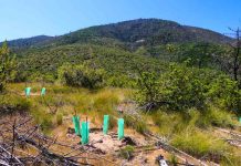 Chile celebra Día del Árbol destacando Programa de Arborización y restauración de bosque nativo