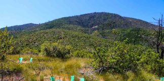 Chile celebra Día del Árbol destacando Programa de Arborización y restauración de bosque nativo