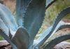 Conoce cuáles son las principales tareas y cuidados del jardín en otoño-invierno
