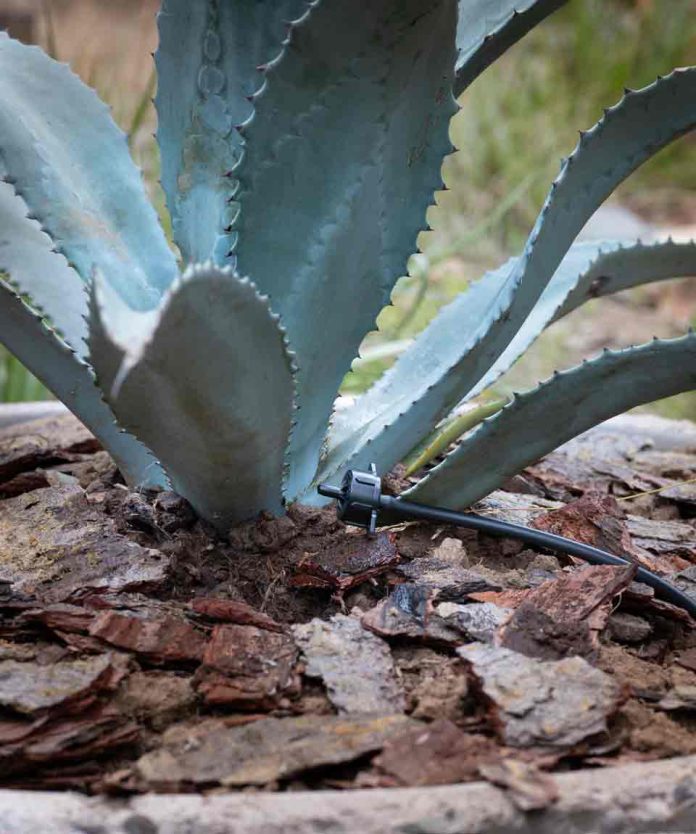 Conoce cuáles son las principales tareas y cuidados del jardín en otoño-invierno