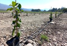 Desde inspeccionar líneas de riego, hasta realizar cambios en el equipamiento: expertos llaman a aprovechar meses de invierno para realizar mantenciones en la infraestructura de riego agrícola