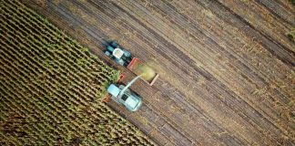 Desvelando los paralelismos: La danza de la suerte en la agricultura y el juego en línea