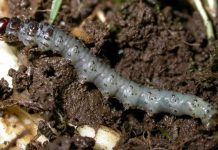 recomendaciones para control de cuncunillas negras en praderas