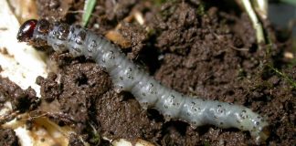 recomendaciones para control de cuncunillas negras en praderas