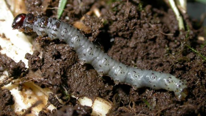 recomendaciones para control de cuncunillas negras en praderas