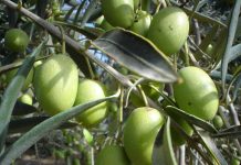 Estudio arroja alto contenido de ácido oleico en variedades de olivos producidos en el secano interior de la Araucanía