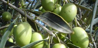 Estudio arroja alto contenido de ácido oleico en variedades de olivos producidos en el secano interior de la Araucanía