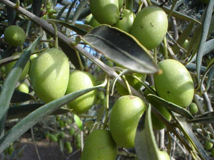 Estudio arroja alto contenido de ácido oleico en variedades de olivos producidos en el secano interior de la Araucanía