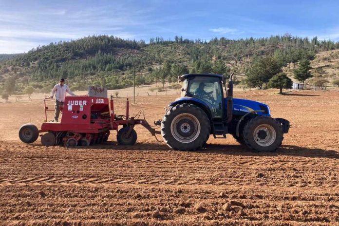 Expertos destacan los 10 puntos claves para el establecimiento exitoso de la alfalfa