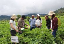 Gracias a proyecto Fontagro países de Latinoamérica cuentan con alerta temprana para el manejo del Tizón tardío de la papa