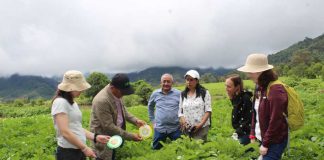 Gracias a proyecto Fontagro países de Latinoamérica cuentan con alerta temprana para el manejo del Tizón tardío de la papa