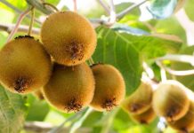 IKO 2023: Comité del Kiwi se prepara para recibir en Chile a los principales países productores y exportadores de kiwi del mundo