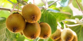 IKO 2023: Comité del Kiwi se prepara para recibir en Chile a los principales países productores y exportadores de kiwi del mundo