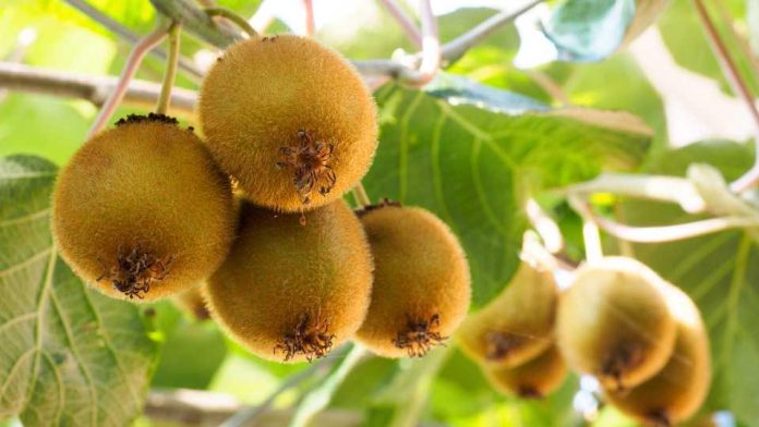 IKO 2023: Comité del Kiwi se prepara para recibir en Chile a los principales países productores y exportadores de kiwi del mundo