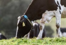 Inteligencia Animal: Un Aliado en la Producción Ganadera