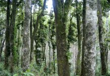 Investigador USM avanza en el estudio de la inflamabilidad del bosque en incendios forestales