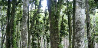 Investigador USM avanza en el estudio de la inflamabilidad del bosque en incendios forestales