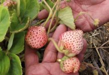 La frutilla blanca: patrimonio agroalimentario de Nahuelbuta