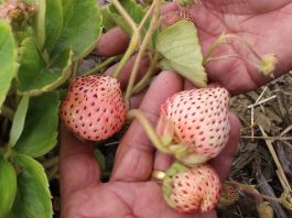 La frutilla blanca: patrimonio agroalimentario de Nahuelbuta