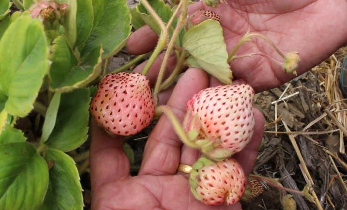 La frutilla blanca: patrimonio agroalimentario de Nahuelbuta