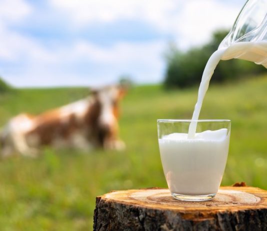 La genética como herramienta para contribuir en la producción de leche en toda Latinoamérica